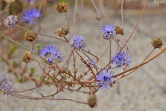 Jasione heldreichii