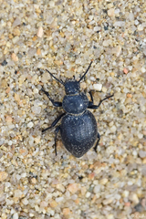 Tentyria rotundata