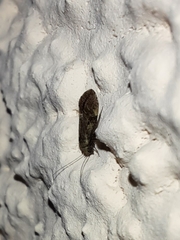 Myopsocidae
