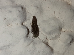Myopsocidae