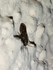 Myopsocidae