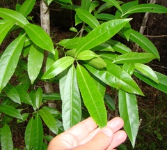 Melicytus lanceolatus