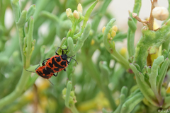Eurydema spectabilis