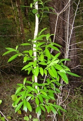 Melicytus lanceolatus