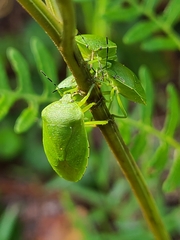 Chinavia pensylvanica