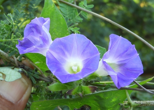 Image of Ipomoea meyeri by (c) Francisco Farriols Sarabia, some rights reserved (CC BY)