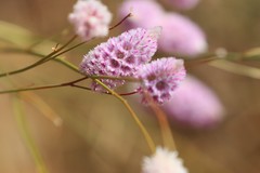 Ptilotus calostachyus