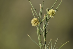 Prosopidastrum globosum