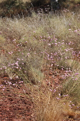 Ptilotus calostachyus