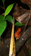 Oophaga solanensis