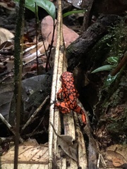 Oophaga solanensis