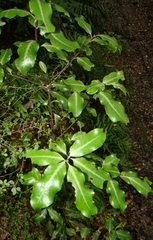Pittosporum colensoi