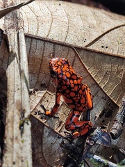 Oophaga solanensis