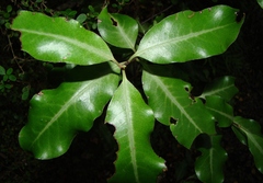 Pittosporum colensoi