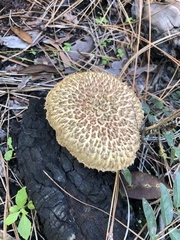 Boletellus ananas image