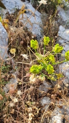 Heptaptera colladonioides