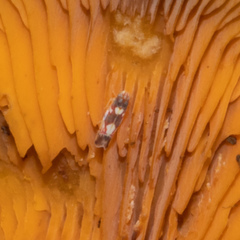 Erythroneura elegans