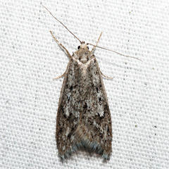 Semioscopis megamicrella