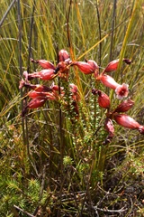 Erica aristata