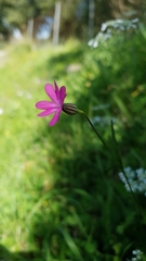Silene cretica
