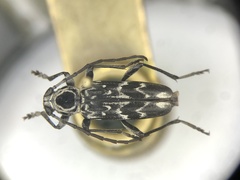 Sarosesthes fulminans