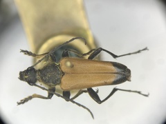 Trigonarthris proxima