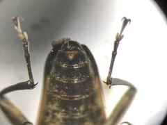 Trigonarthris proxima