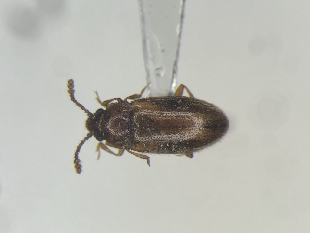 Cryptophilus obliteratus