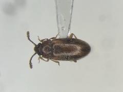 Cryptophilus obliteratus