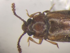 Cryptophilus obliteratus