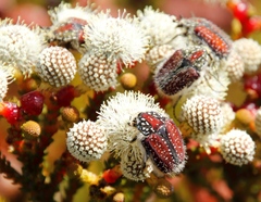 Trichostetha capensis capensis