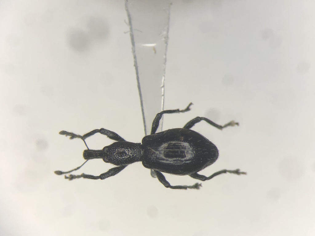 Myrmex chevrolatii