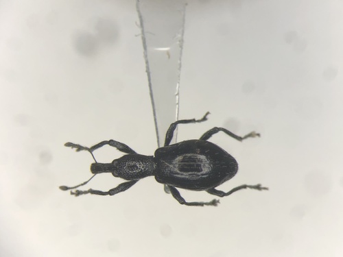 Myrmex chevrolatii