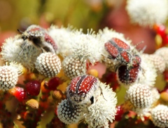 Trichostetha capensis capensis