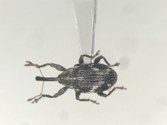 Anthonomus lecontei