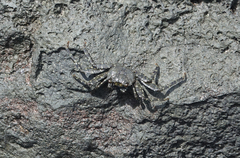 Grapsus tenuicrustatus