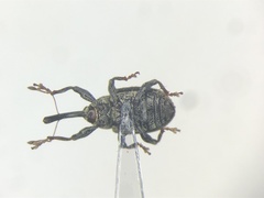 Anthonomus lecontei