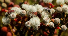 Trichostetha capensis capensis
