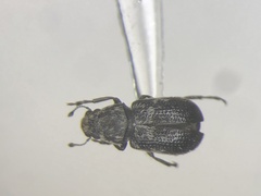 Ormiscus saltator