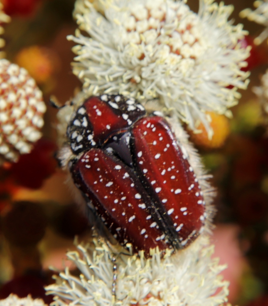 Cape Protea Chafer