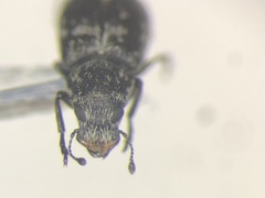 Ormiscus saltator