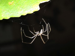 Deinopis longipes