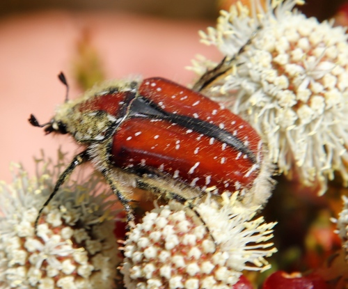 Cape Protea Chafer photo 3