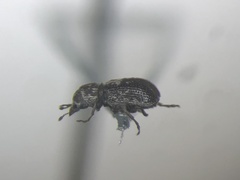 Ormiscus saltator