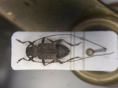 Hyperplatys maculatus