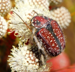 Trichostetha capensis capensis