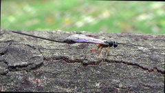 Rhyssella nitida