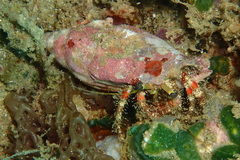 Dardanus sanguinolentus