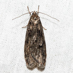Semioscopis aurorella