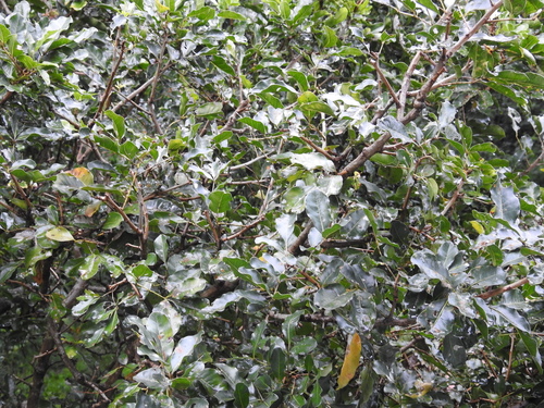 Image of Bersama lucens by (c) Margaret Burger, some rights reserved (CC BY-SA)